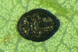 ئW:jYί