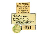 學名:Pristocera formosana Miwa et Sonan, 1935