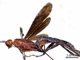 ǦW:Nesaulax ornaticornis (Cameron, 1904)