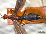 學名:Nesaulax ornaticornis (Cameron, 1904)