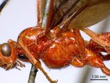 學名:Hybogaster varipennis (Cameron, 1906)