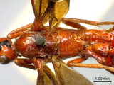 學名:Hybogaster varipennis (Cameron, 1906)