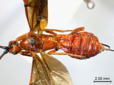 學名:Hybogaster varipennis (Cameron, 1906)