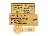 學名:Euurobracon yokahamae (Dalla Torre, 1898)
