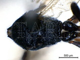 學名:Chelonus (Microchelonus) mushanus (Sonan, 1932)