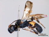 ǦW:Chelonus (Microchelonus) pectinophorae Cushman, 1931