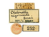 學名:Microchelonus rigricoxata (Sonan, 1932)