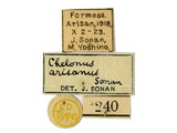 學名:Chelonus (Chelonus) arisanus Sonan, 1932