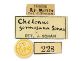 學名:Chelonus (Chelonus) formosanus Sonan, 1932