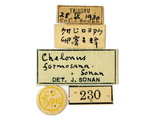 學名:Chelonus (Chelonus) formosanus Sonan, 1932