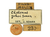 學名:Chelonus (Chelonus) gohoi Sonan, 1932