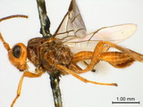 ǦW:Diachasmimorpha (Diachasmimorpha) longicaudata (Ashmead, 1905)