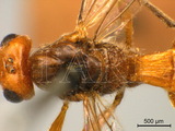 學名:Diachasmimorpha (Diachasmimorpha) longicaudata (Ashmead, 1905)