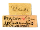 學名:Stenobracon (Stenobracon) deesae (Cameron 1902)