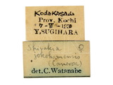 中文種名:蔗白螟繭蜂學名:Pseudoshirakia yokohamensis (Cameron, 1910)