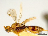 ǦW:Spathius (Spathius) fuscipennis Ashmead, 1905