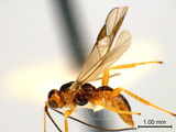 ǦW:Coeloides melanotus Wesmael, 1838