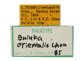 學名:Buluka orientalis Chou, 1985