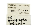 中文種名:螟蛾絨繭蜂學名:Apanteles (Apanteles) inquisitor Wilkinson, 1928