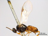 ǦW:Cotesia affinis (Nees, 1834)