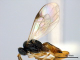 ǦW:Cotesia erionotae (Wilkinson, 1928)