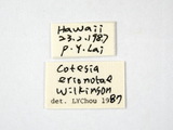 學名:Cotesia erionotae (Wilkinson, 1928)