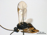 ǦW:Cotesia ofella (Nixon, 1974)