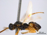 ǦW:Cotesia flavipes Cameron, 1891