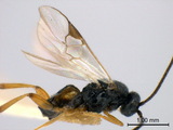 ǦW:Cotesia glomerata (Linnaeus, 1758)