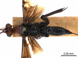 學名:Biroia fuscicornis (Cameron, 1903)