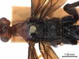 學名:Biroia fuscicornis (Cameron, 1903)