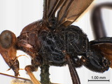 學名:Biroia fuscicornis (Cameron, 1903)