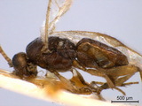 學名:Cotesia taprobanae (Cameron, 1897)