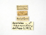 學名:Apanteles (Apanteles) ingenuoides Papp, 1971