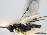 ǦW:Apanteles (Apanteles) metacarpalis (Thomson, 1895)