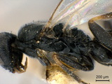 學名:Apanteles (Apanteles) metacarpalis (Thomson, 1895)