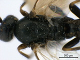 學名:Apanteles (Apanteles) metacarpalis (Thomson, 1895)