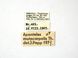 學名:Apanteles (Apanteles) metacarpalis (Thomson, 1895)