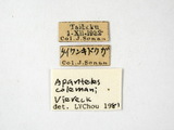 學名:Protapanteles (Protapanteles) colemani (Viereck, 1912)