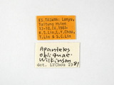 學名:Protapanteles (Protapanteles) obliquae (Wilkinson, 1928)