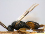 ǦW:Protapanteles (Protapanteles) octonarius (Ratzeburg, 1852)
