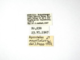 學名:Apanteles (Apanteles) appellator Telenga, 1949