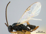 ǦW:Apanteles (Apanteles) hemitheae Wilkinson, 1928