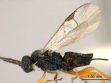 ǦW:Apanteles (Apanteles) heterusiae Wilkinson, 1928