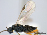 ǦW:Apanteles (Apanteles) heterusiae Wilkinson, 1928