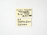 學名:Apanteles (Apanteles) hyposidrae Wilkinson, 1928