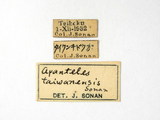 學名:Apanteles (Apanteles) taiwanensis Sonan, 1942