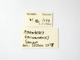 學名:Apanteles (Apanteles) taiwanensis Sonan, 1942