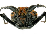 中文種名:霧社血斑天牛學名:Aeolesthes (Aeolesthes) oenochrous (Fairmaire, 1889)俗名:霧社深山天牛