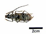 中文種名:中華山天牛學名:Aeolesthes (Aeolesthes) sinensis Gahan, 1890俗名:金毛斑深山天牛